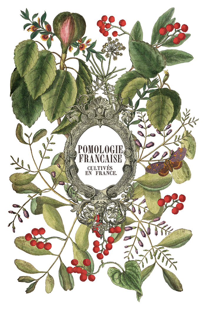 Clementine Transfer by Iron orchid Designs IOD Christmas 2025  LIMITED EDITION