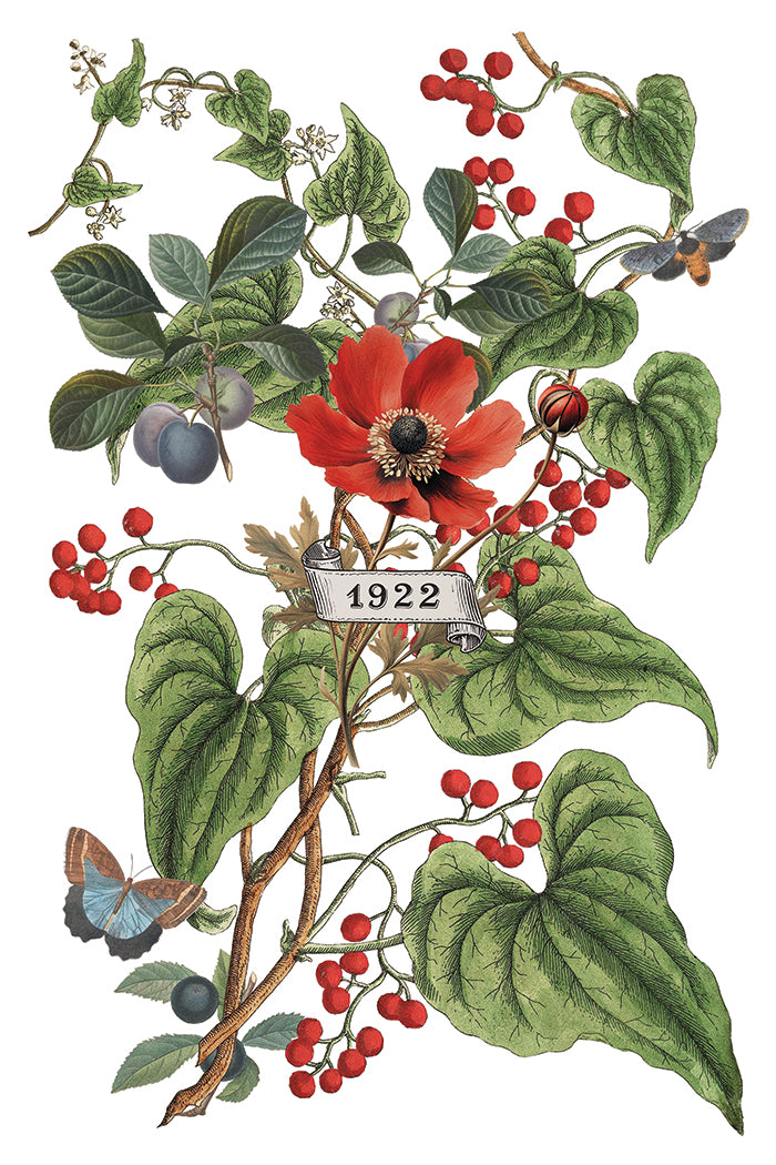 Clementine Transfer by Iron orchid Designs IOD Christmas 2025  LIMITED EDITION