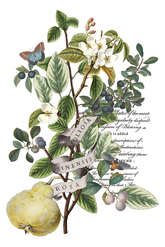 Clementine Transfer by Iron orchid Designs IOD Christmas 2025  LIMITED EDITION