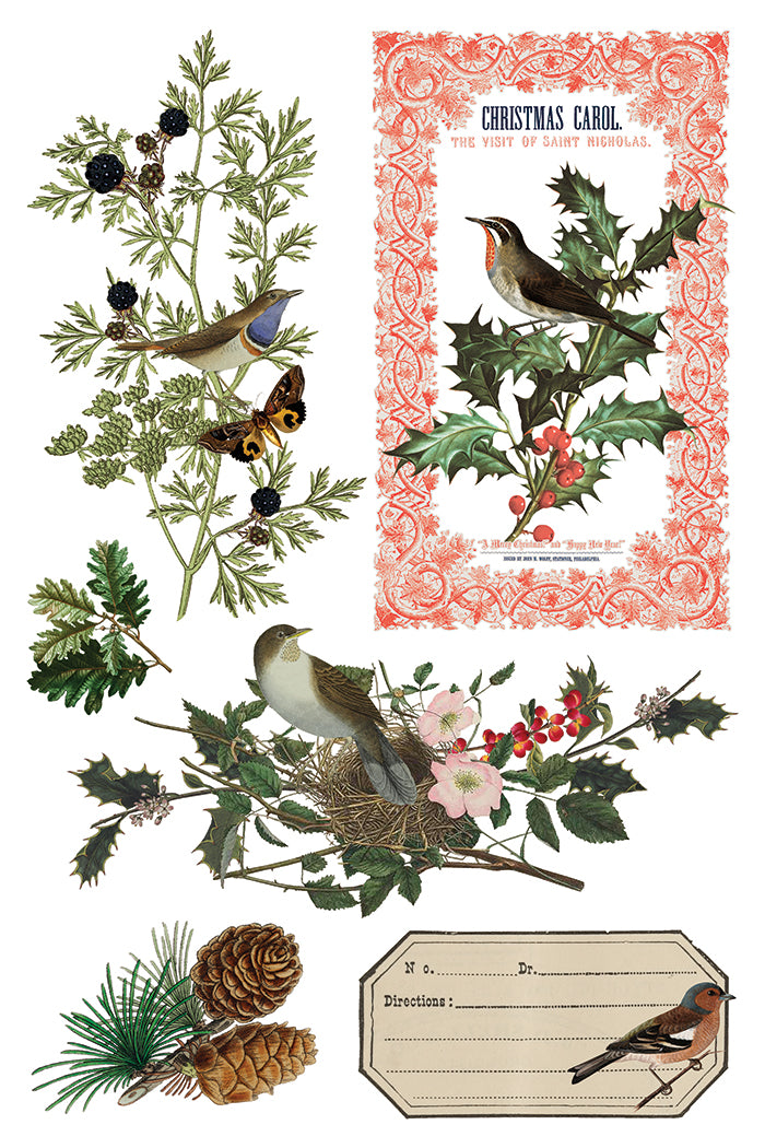 Winter Botanist Transfer by Iron orchid Designs IOD Christmas 2025  LIMITED EDITION