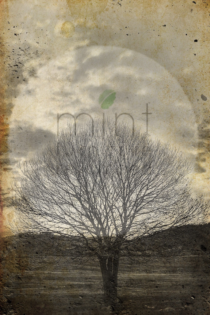 Mint Decoupage Paper Sepia Tree